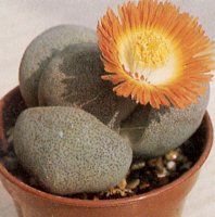 Pleiospilos bolusii"